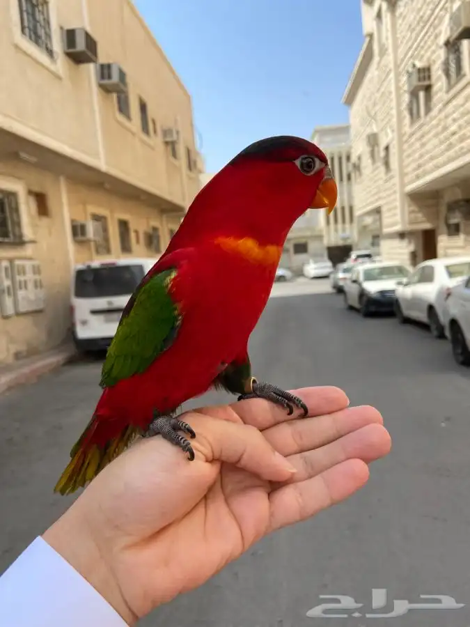 ببغاء لوري نوادر 3