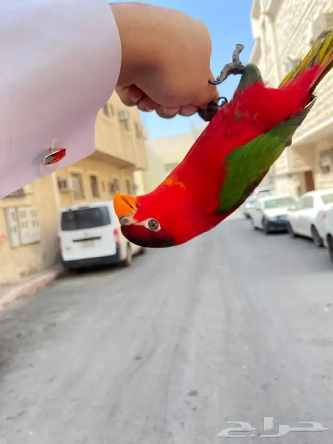 ببغاء لوري نوادر 15