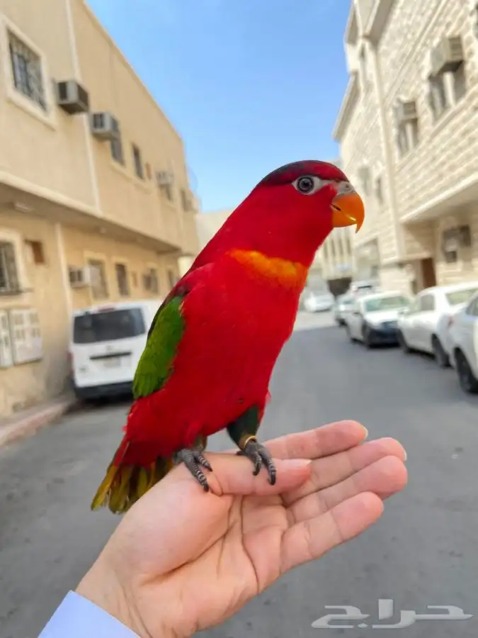 ببغاء لوري نوادر 1