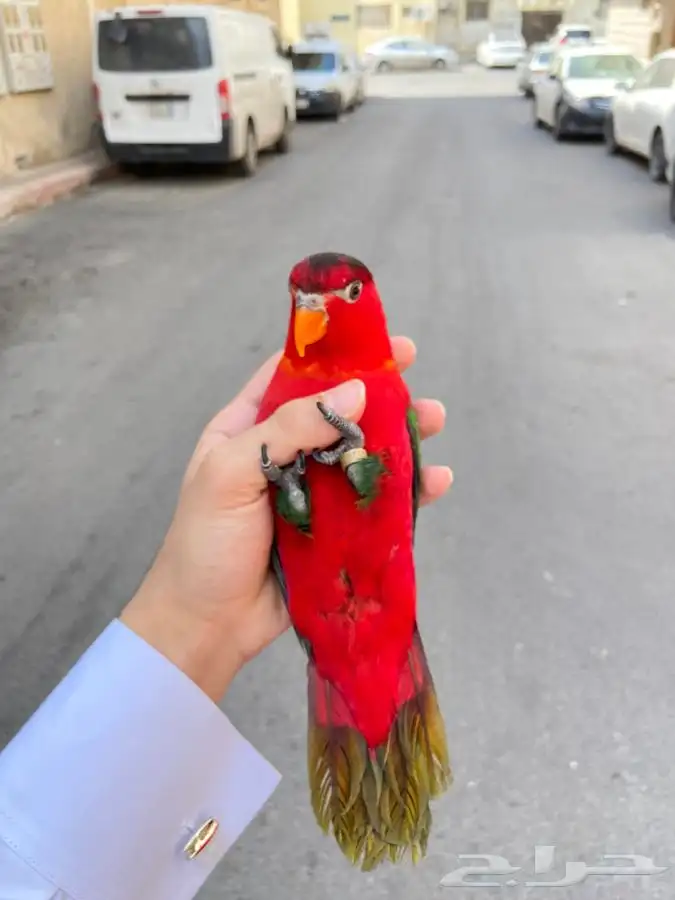 ببغاء لوري نوادر 10