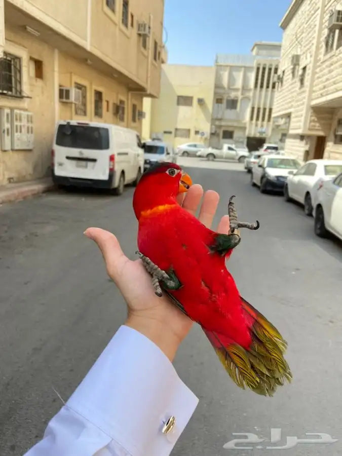 ببغاء لوري نوادر 5