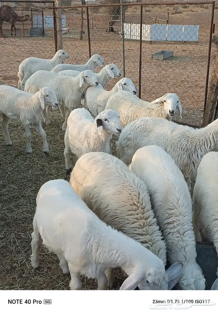 بهم حريات بريات ونظاف 0