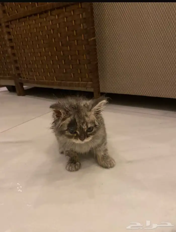 قطط 2