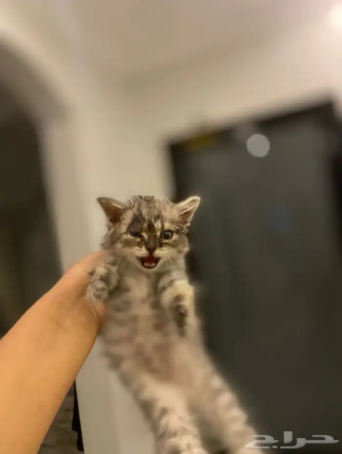قطط 3