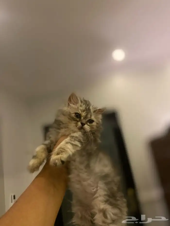 قطط 0
