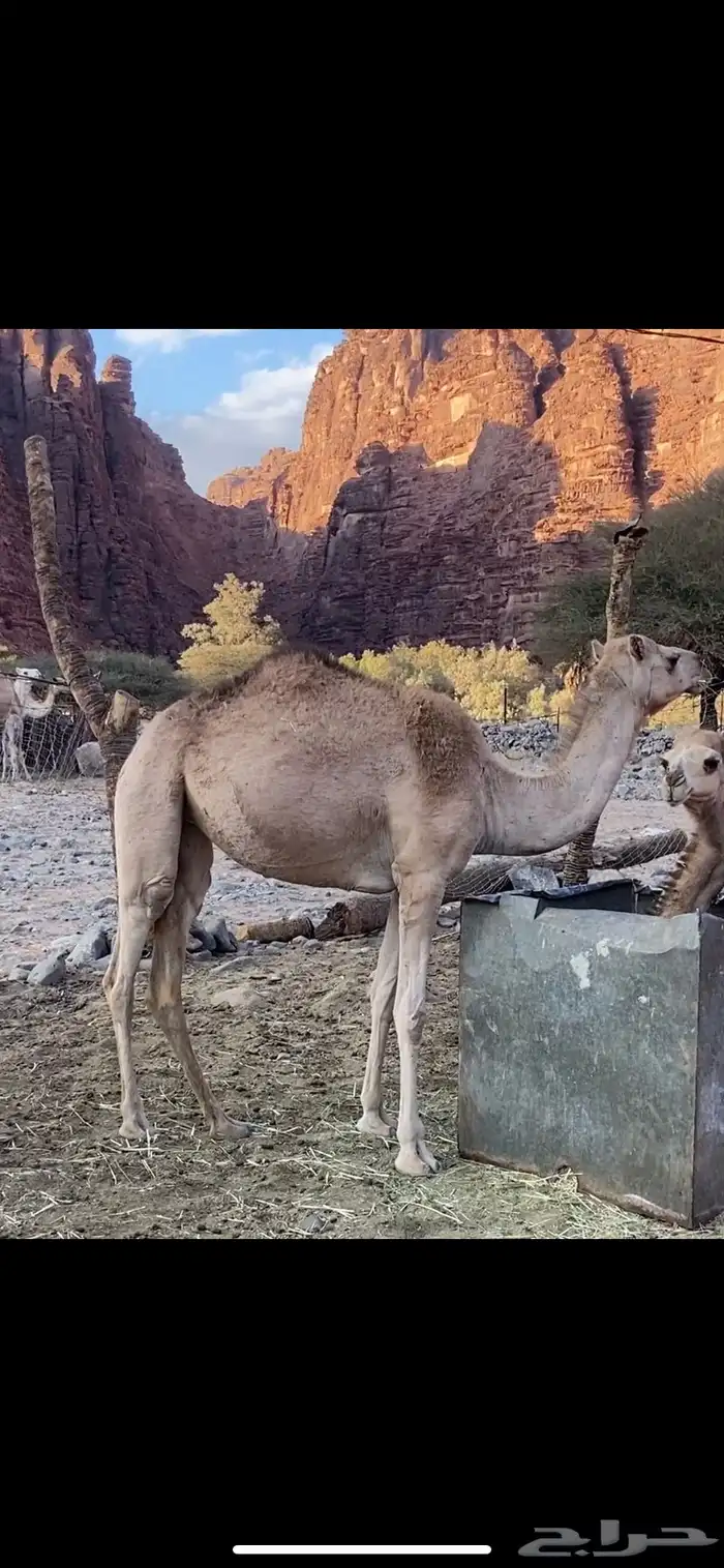 للبيع بكره 0