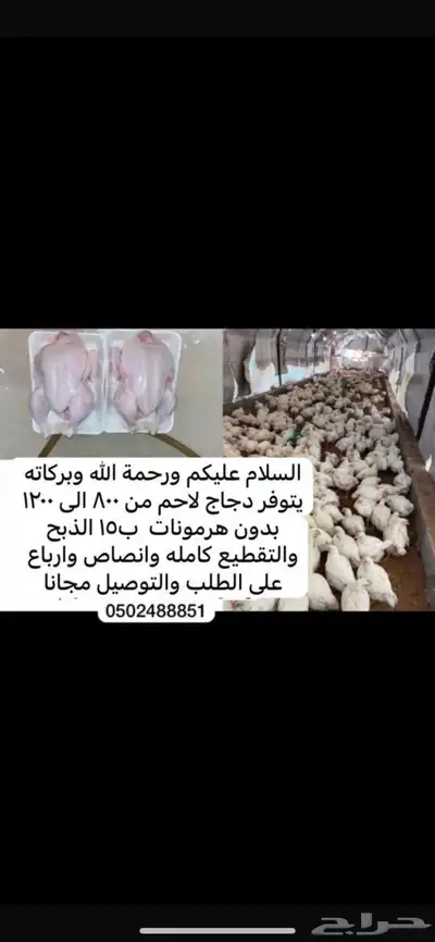 دجاج لاحم 0