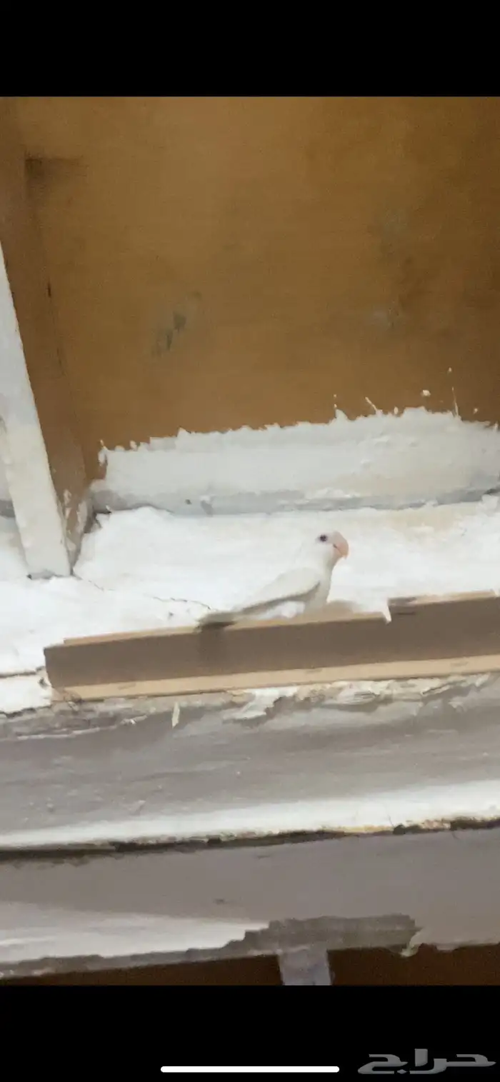 روز البينو ذكر غير اليف بس صحته 100عل سوم 1