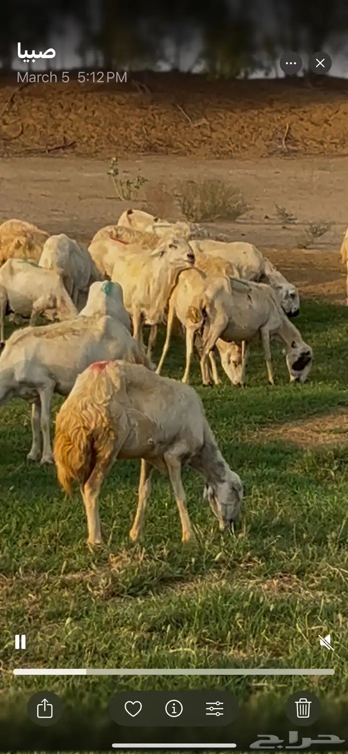 فحل حري 4