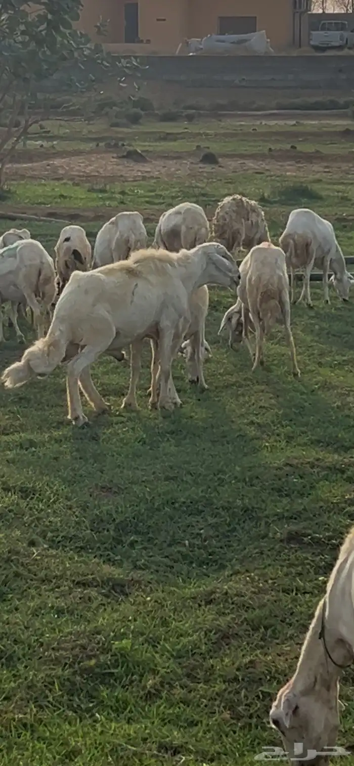 فحل حري 2