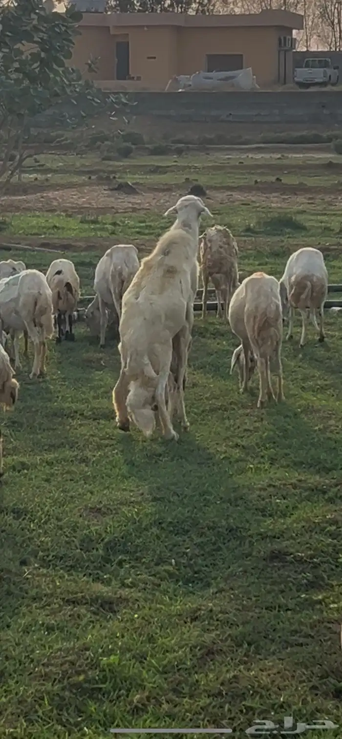 فحل حري 1
