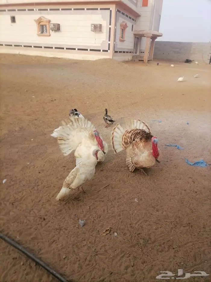 دجاج رومي 2