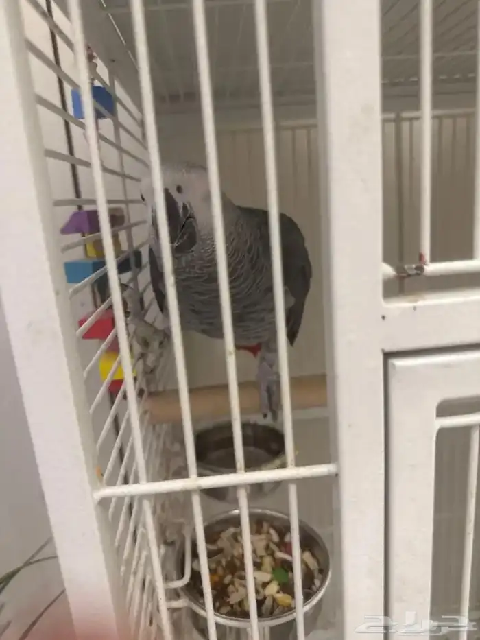 ببغاء كاسكو 1