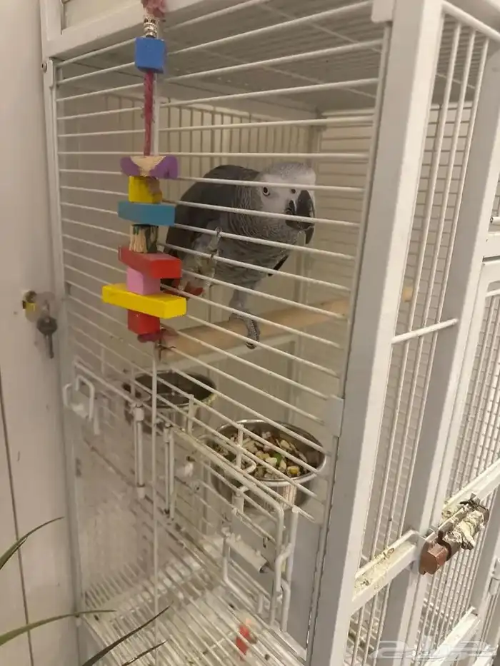 ببغاء كاسكو 0