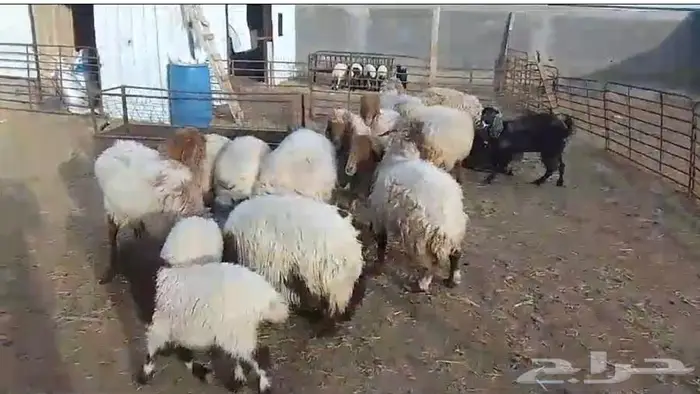 غنم رغث و حيل ومعز رغث للبيع 0