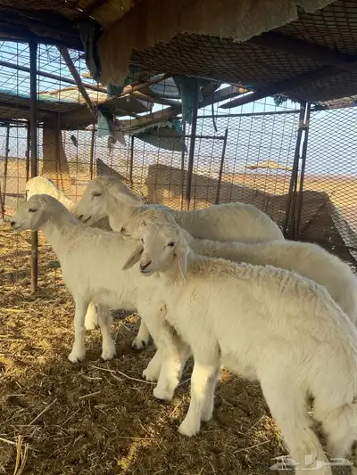 غنم للبيع 3