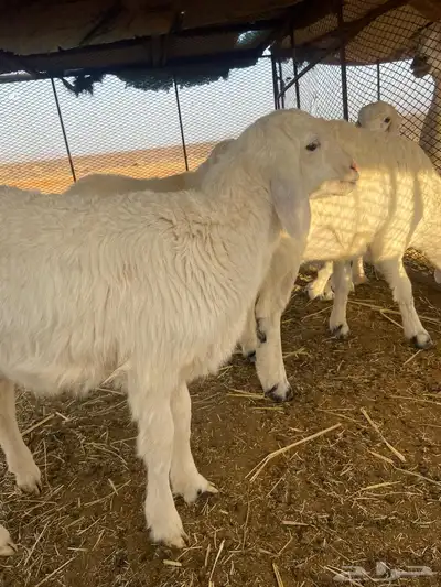غنم للبيع 0