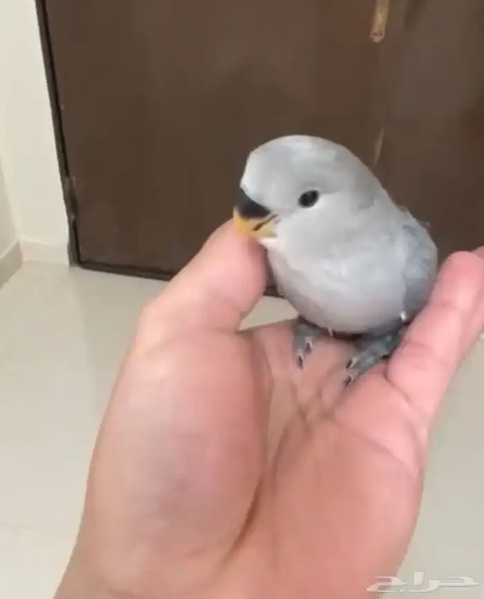 تم البيع 0