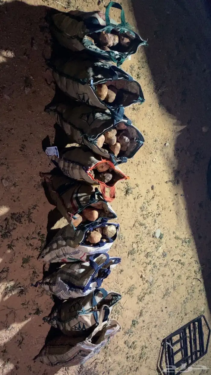 متوفر فقع للبيع لقط اليوم فوق 60 كيلو كمى 0