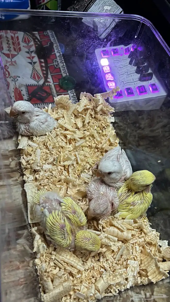 فروخ روز غر الوان حلوه فواتح عيون حمر 1