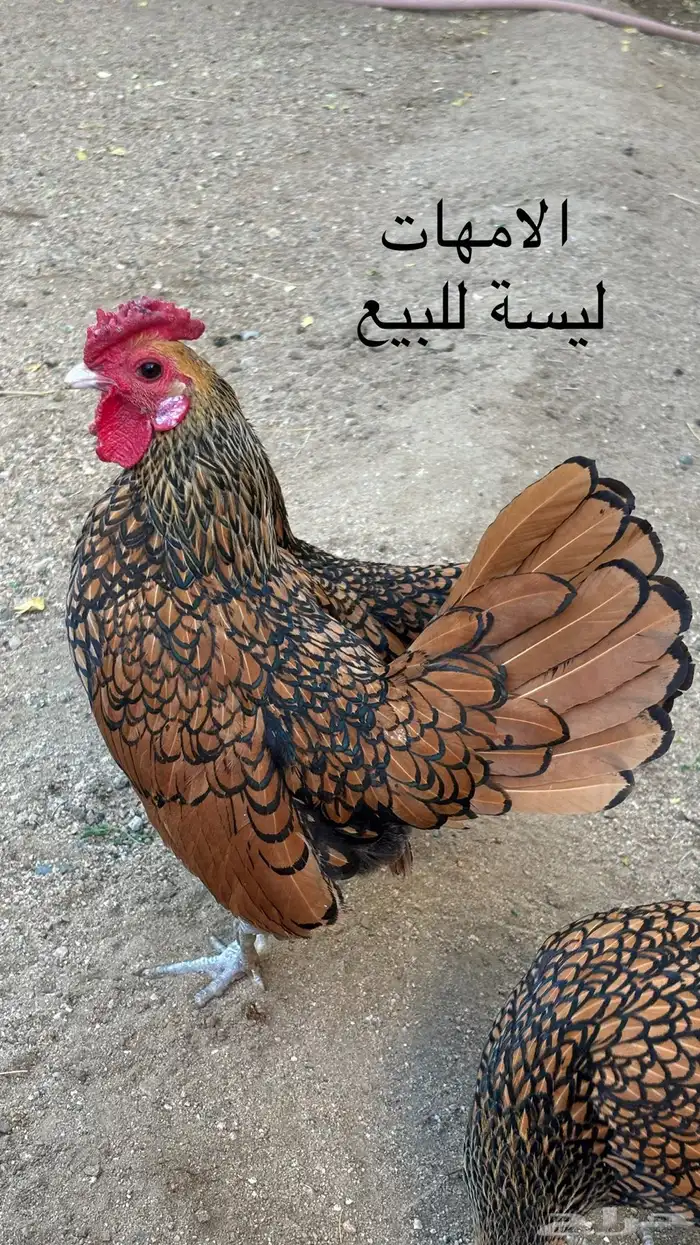 صوص سبرايت نحاسي 4