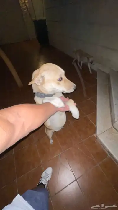 للبيع كلبين حراسة واليفين   بعمر سنة 1