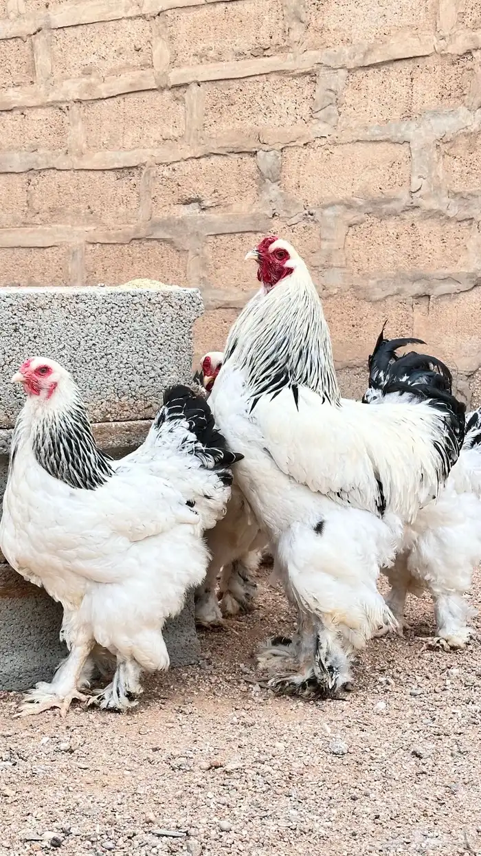 للبيع صوص براهما كولمبي كونك 8