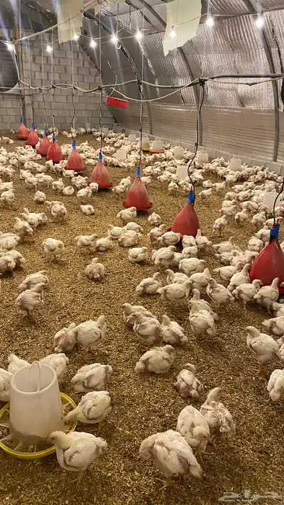 دجاج لاحم تربيه خاصه اوزان طيببه 2