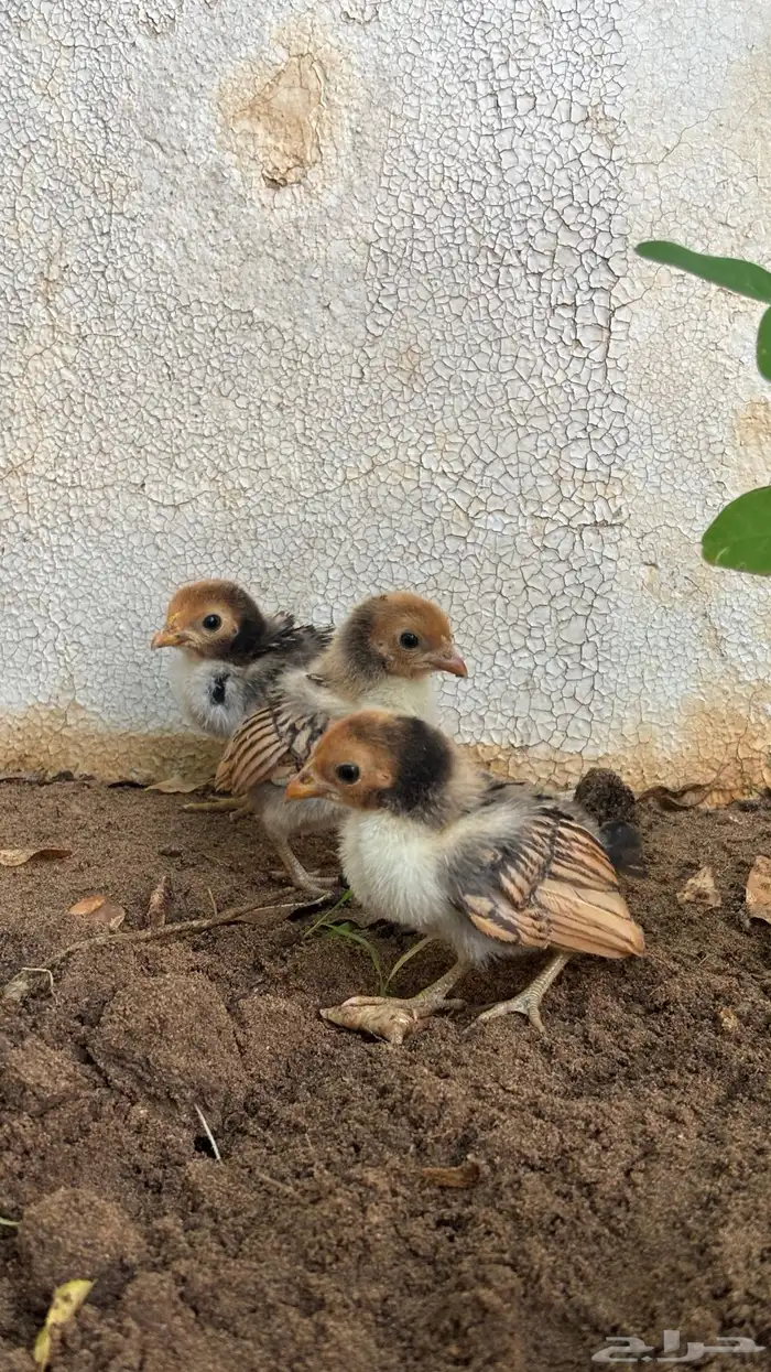 صوص سبرايت نحاسي 2