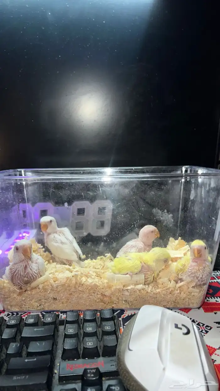 فروخ روز غر الوان حلوه فواتح عيون حمر 2