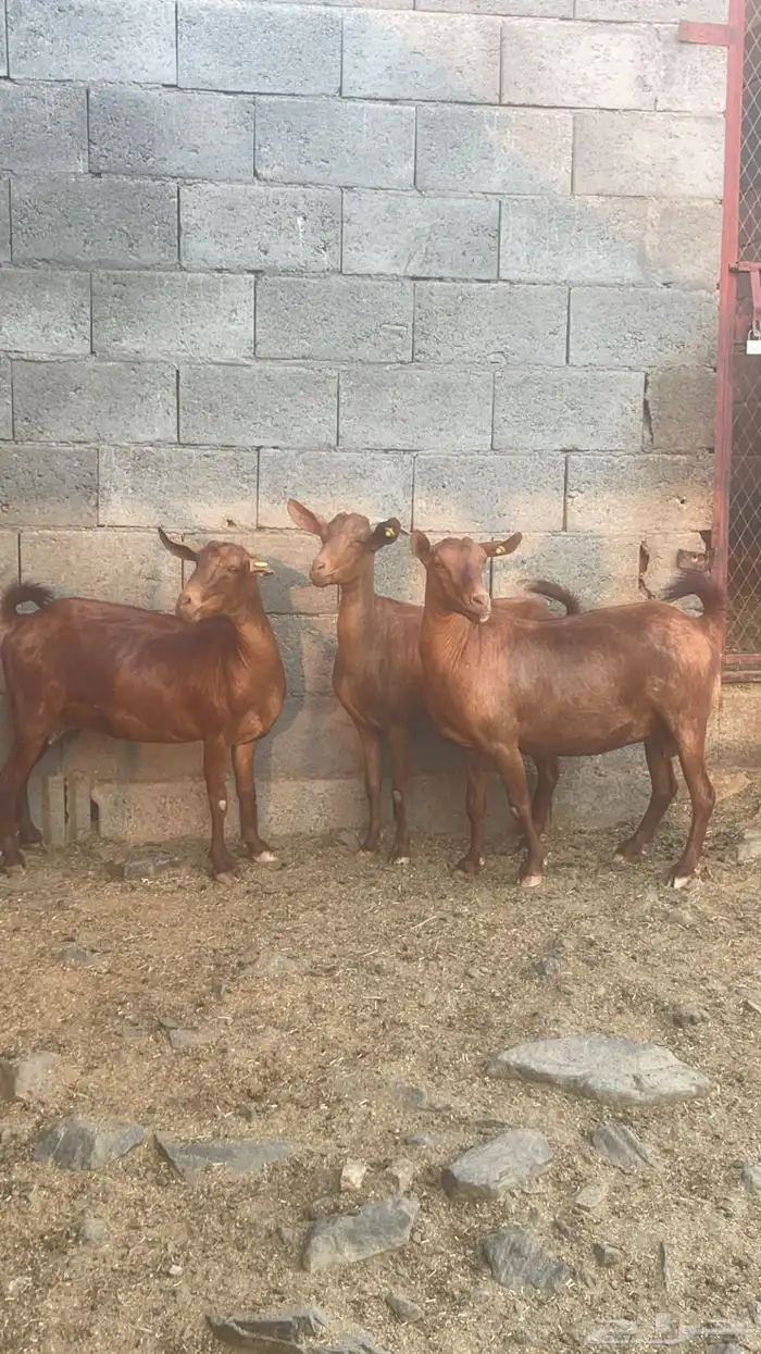 6 معزا دفيع فواخر (تم البيع) 0