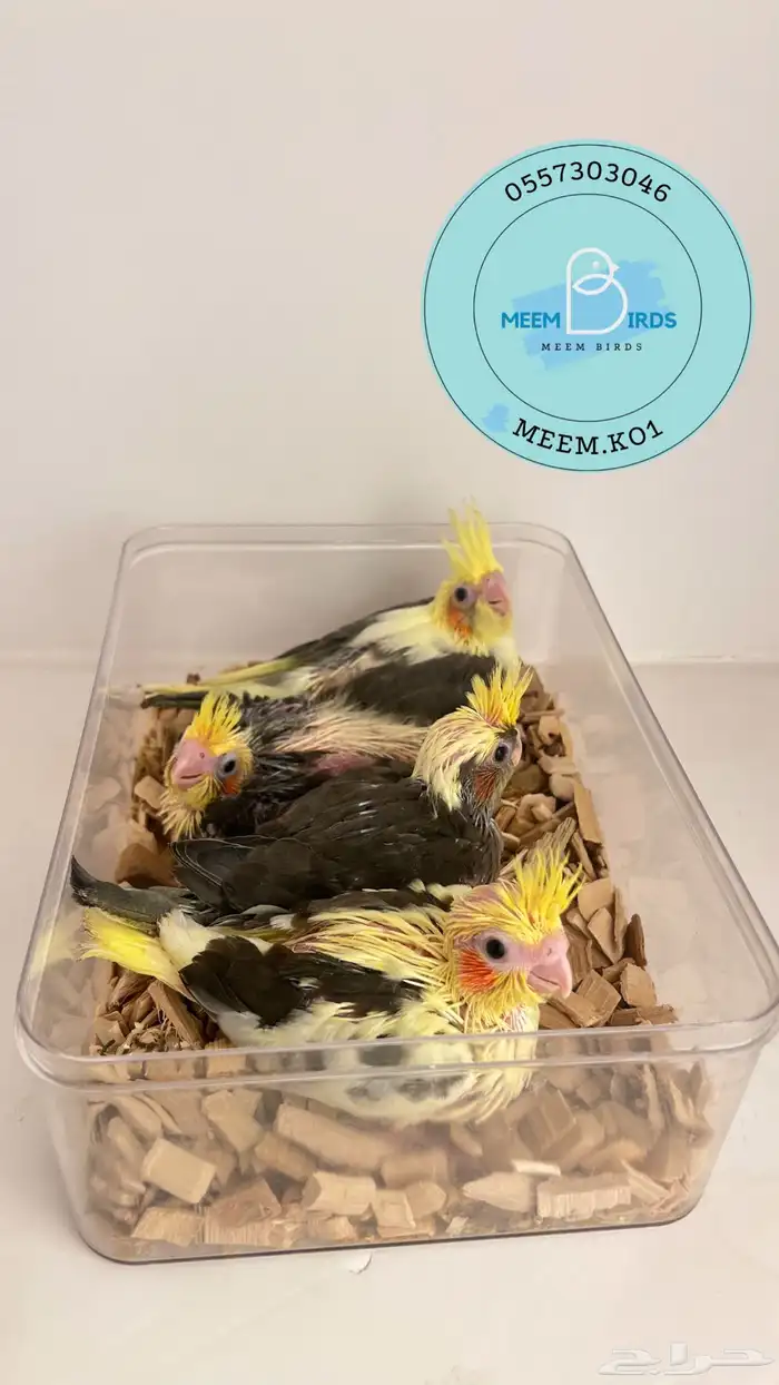 فروخ كروان 0