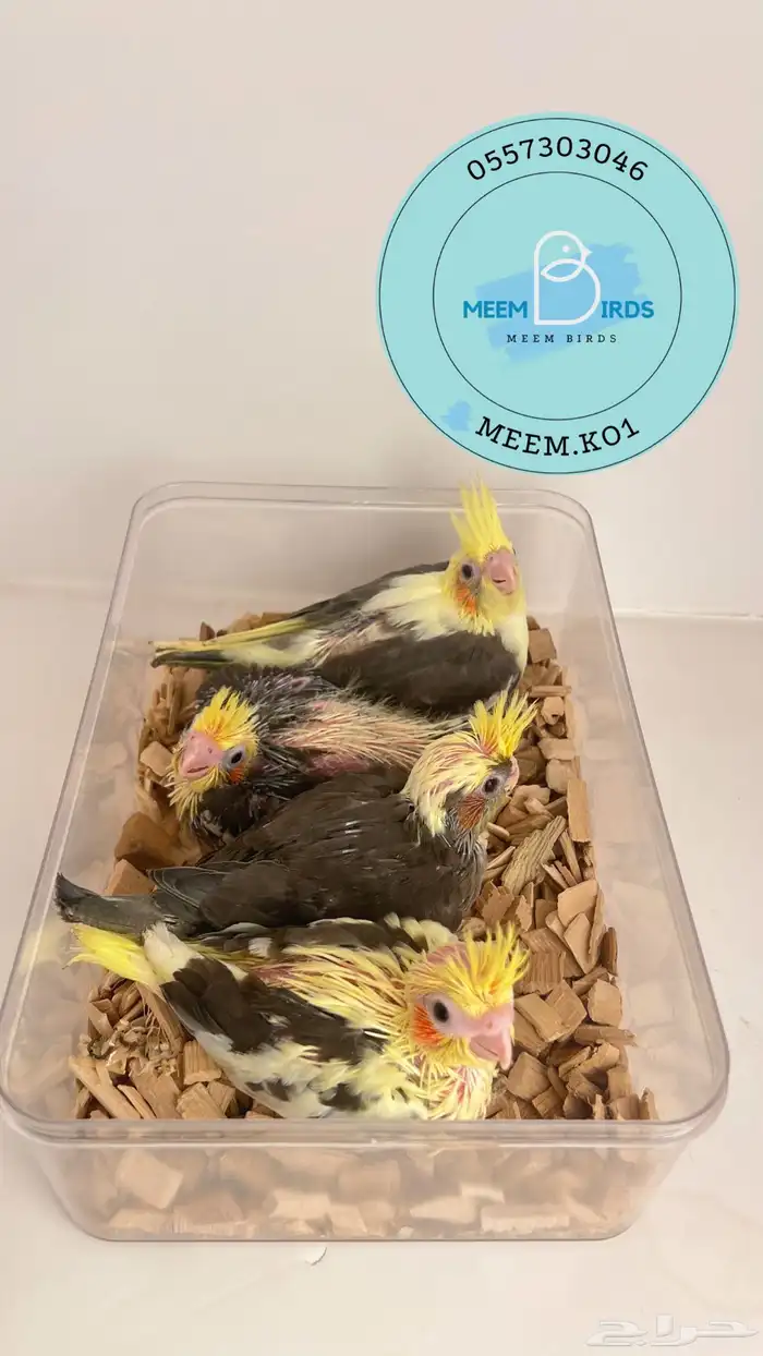 فروخ كروان 1