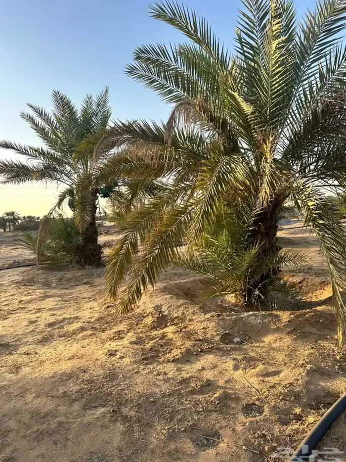 نخل وفسائل للبيع 3
