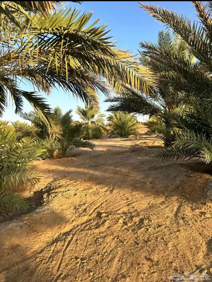نخل وفسائل للبيع 0