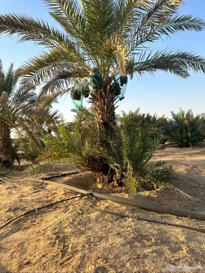 نخل وفسائل للبيع 2