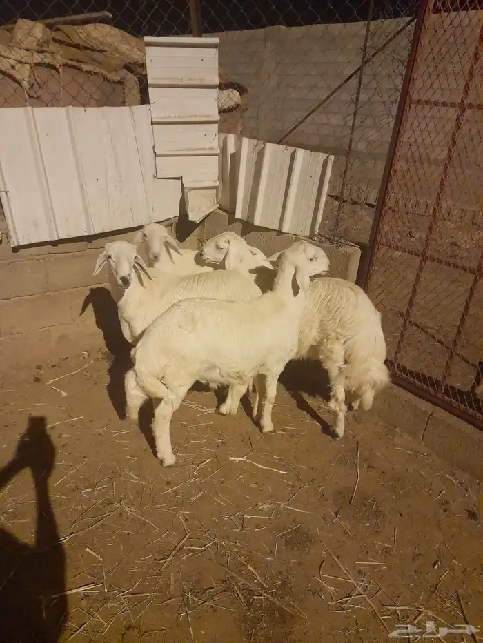 طليان للبيع العدد (اربعة) 0