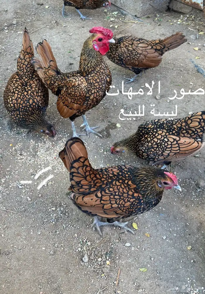 صوص سبرايت نحاسي 3