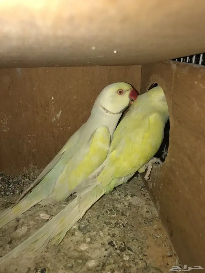 تم البيع 2