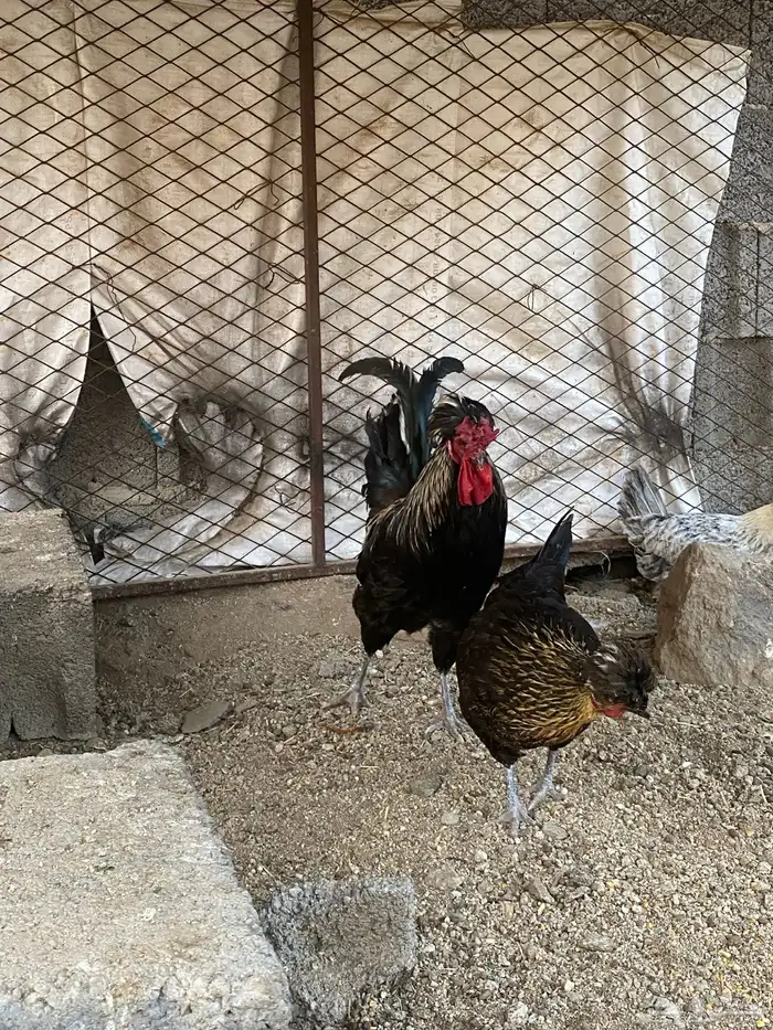 دجاج عربي ( تم البيع ) 2
