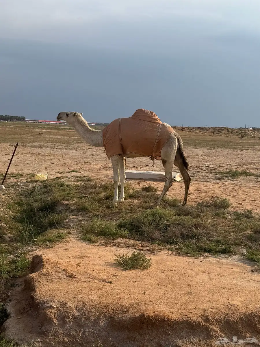 وضحاء رباع (( تم البيع )) 3