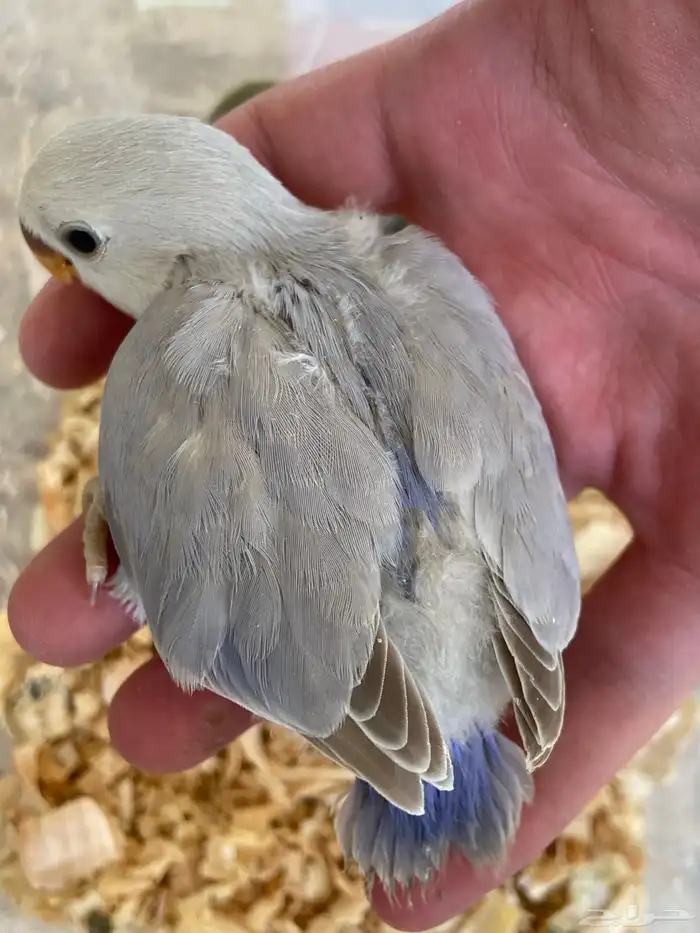 فروخ روز 4