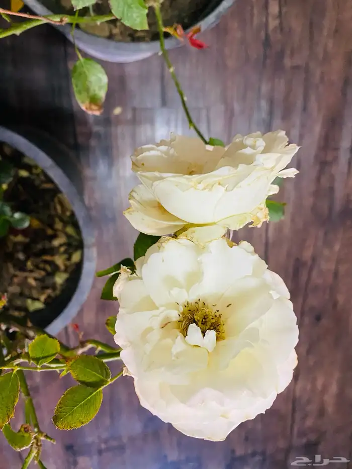 شتلات ورد جوري هولندي 2