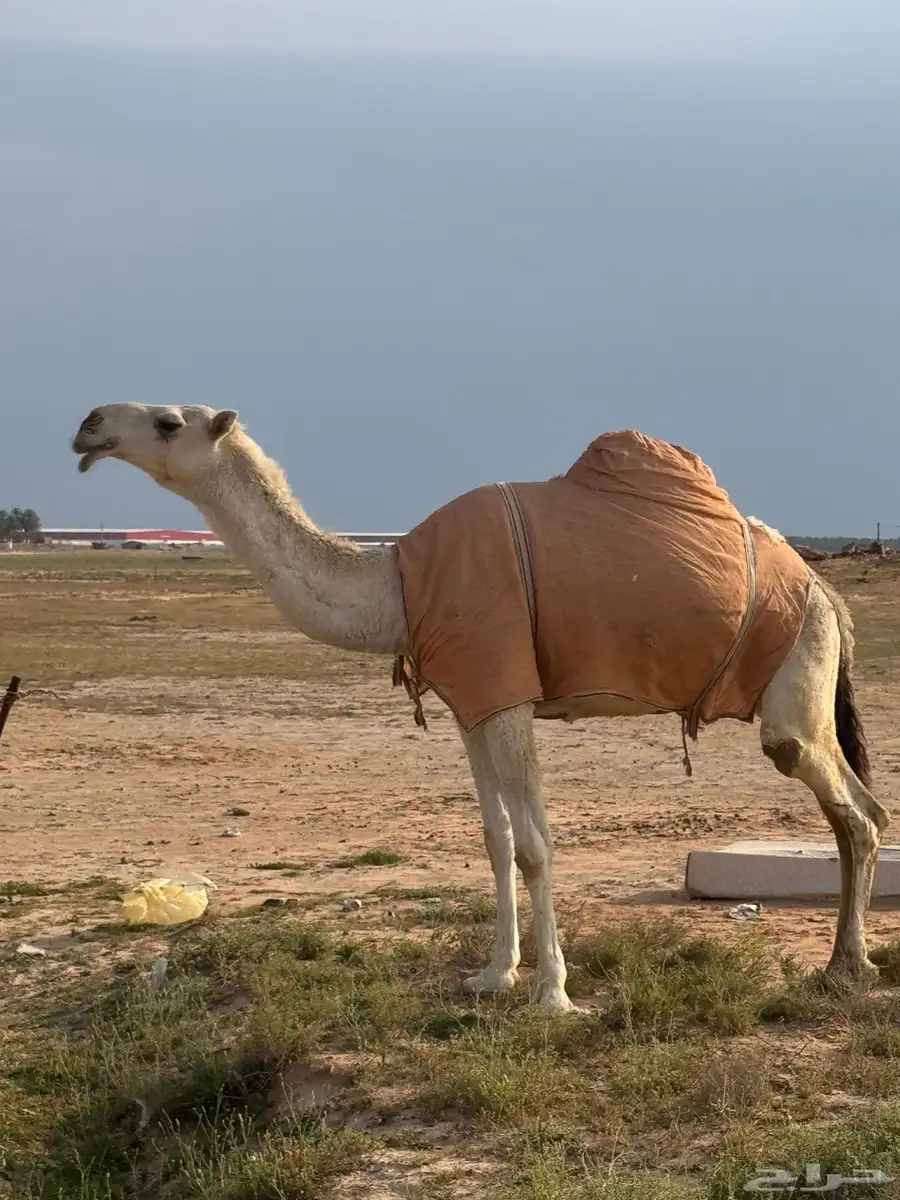وضحاء رباع (( تم البيع )) 0