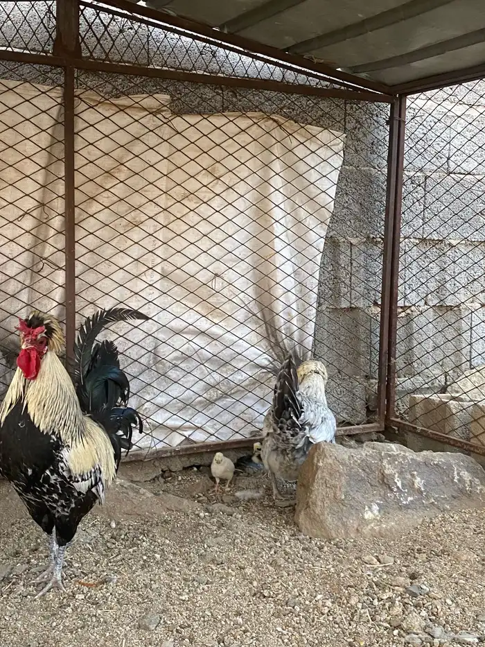 دجاج عربي ( تم البيع ) 0