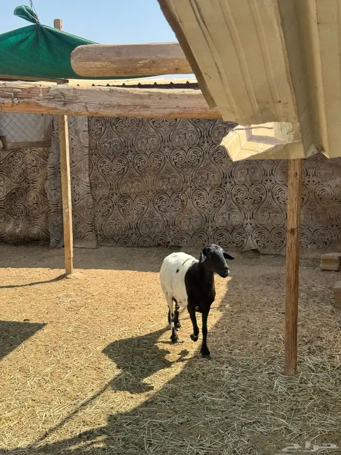 نعجه كفو 2