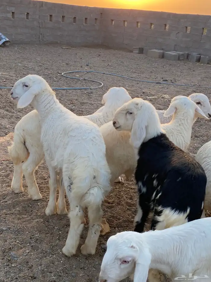 بهم حري مراح واحد مايضحي بهم نضيف 4