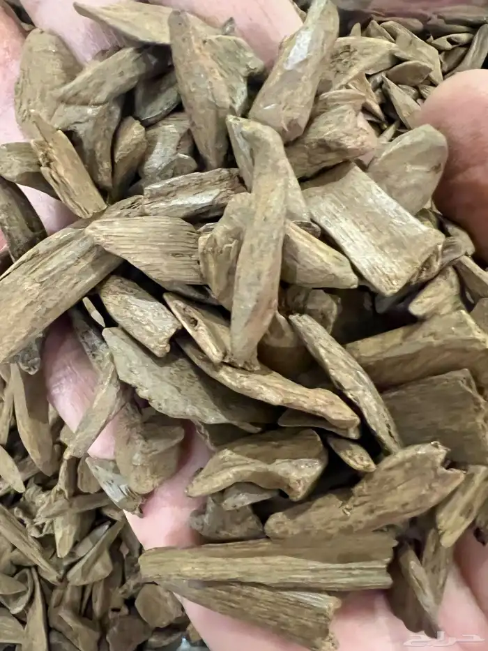 عود موروكي دبل 5
