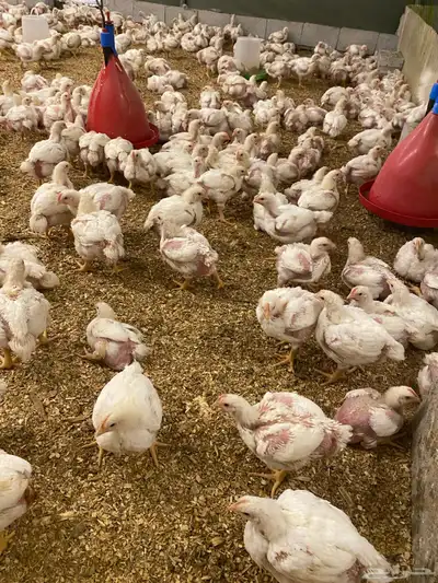 دجاج لاحم تربيه خاصه اوزان طيببه 0