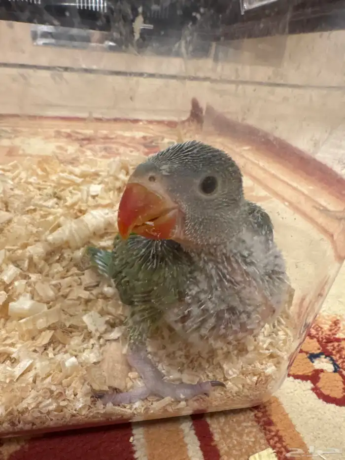 فرخ دره جامبو 0